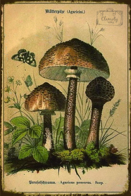 Tablica Ozdobna Blacha Grzyby Grzybki Mushrooms Retro Vintage